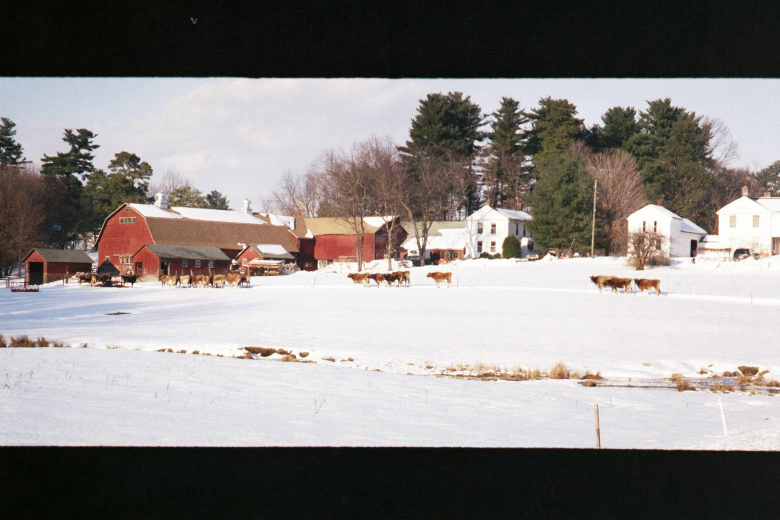 Houston Putnam Lowry's picture of cows in the Simsbury CT snow