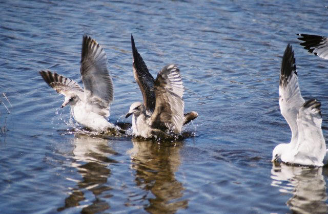 Seagulls taking a bath in April 2003